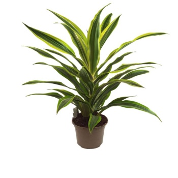 Dracaena Lemon (17 Cm Saksıda)