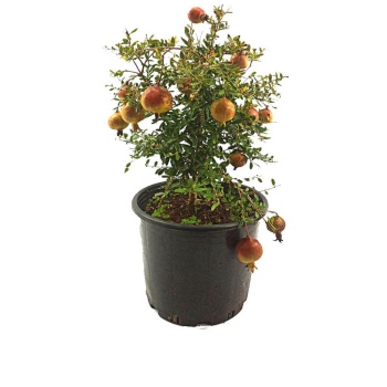 Bodur Nar Meyvesi - Punica Granatum (18 Cm Saksıda)