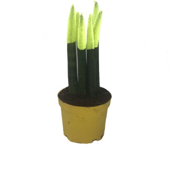 Sansevieria Cylindrica – Açık Yeşil