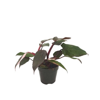 Philodendron Red Beauty Pink (12 Cm Saksıda)