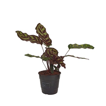 Calathea Makoyona (14 Cm Saksıda)