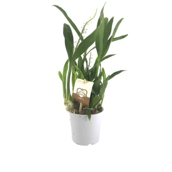 Cambria Orkide Fidesi (9 Cm Saksıda)