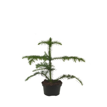 Araucaria Heterophylla - Salon Çamı (14 Cm Saksıda)