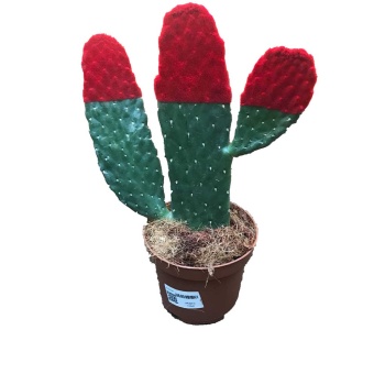 Opuntia Red (12 cm Saksıda)