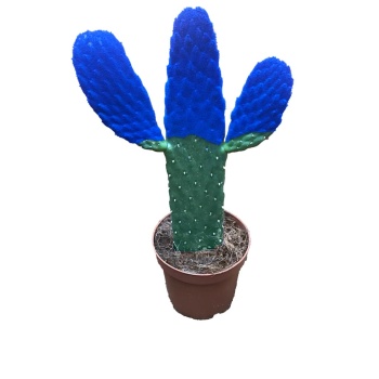 Opuntia Blue (12 cm Saksıda)
