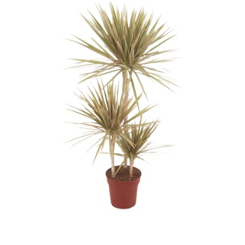 Dracaena Marginata Bicolor 3 Gövdeli