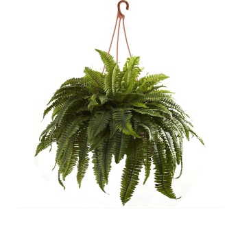 Askılı Aşk Merdiveni - Nephrolepis Bitkisi (19 cm Saksıda)