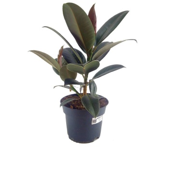 Ficus Robusta Melany (14 cm Saksıda)