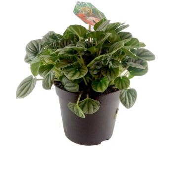 Peperomia Moonlight (17 cm Saksıda)