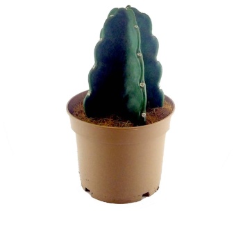 Cereus Jamacaru Cuddly Cactus (12 cm Saksıda)
