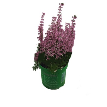 Erica - Erika (9 cm Saksıda)