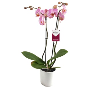 Çift Dal Üç Renk Orkide (Canlı Bitki)