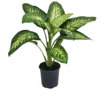 Dieffenbachia Snow (27 cm Saksıda)