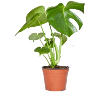 Monstera Deliciosa -Deve Tabanı (15 cm Saksıda)