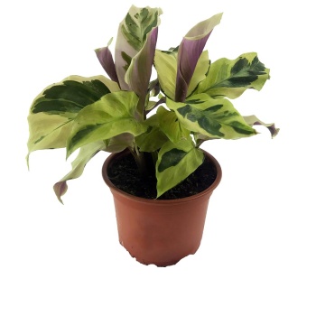 Calathea Fusion Yellow (10,5 cm Saksıda)