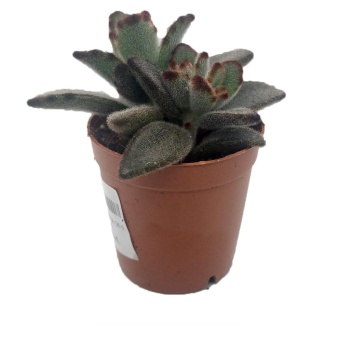 Kalanchoe Tomentosa Baker (5,5 cm Saksıda)