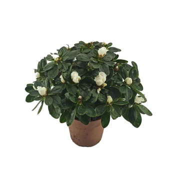 Azalea - Beyaz Açelya Çiçeği (12 Cm Saksıda)