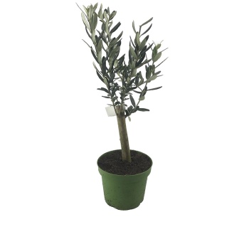 Zeytin Ağacı (12 cm Saksıda)