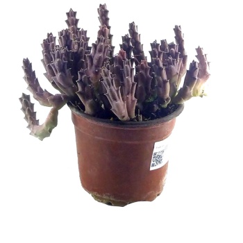 Stapelia Orbea - Leş Kaktüs (8,5 cm Saksıda)