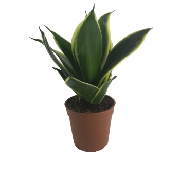 Sansevieria Trifasciata (7 cm Saksıda)