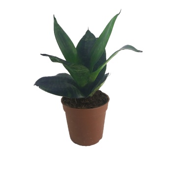 Sansevieria Trifasciata (7 cm Saksıda)