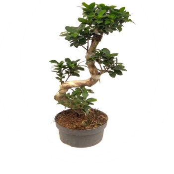Ficus Bonsai S Gövde (22 cm Saksıda)