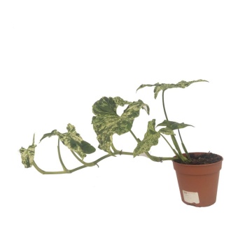 Syngonium Podophyllum Albo Variegata (12 cm Saksıda)