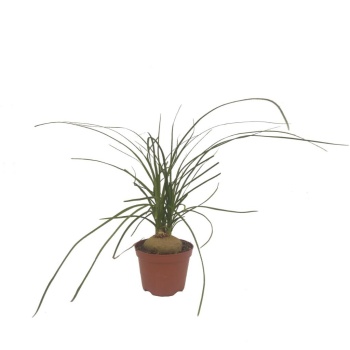 Nolina (9,5 cm Saksıda)