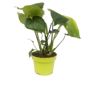 Monstera Deliciosa - Deve Tabanı (12 Cm Saksıda)