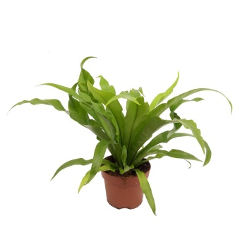 Asplenium Nidus (12 cm Saksıda)