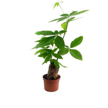 Pachira - Para Ağacı (13 Cm Saksıda)