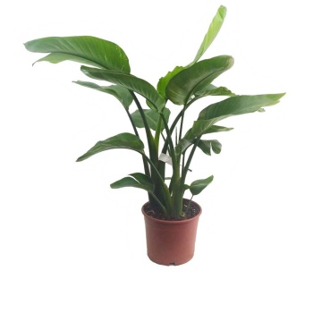Starliçe - Strelitzia Nicolai - Cennet Kuşu (19 Cm Saksıda)