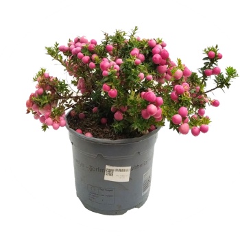 Gaultheria Keklik Üzümü (17 cm Saksıda)