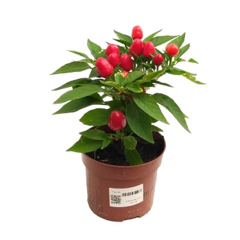 Capsicum Kırmızı Acı Biber (10,5 cm Saksıda)