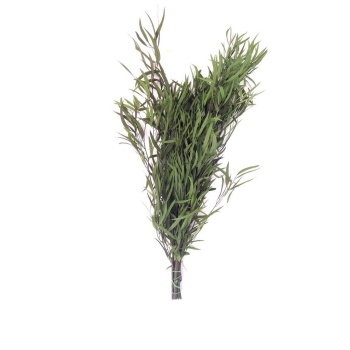 Eucalypthus Nicoly Yeşil