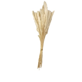 Pluma Decorativa Beyaz Code 00