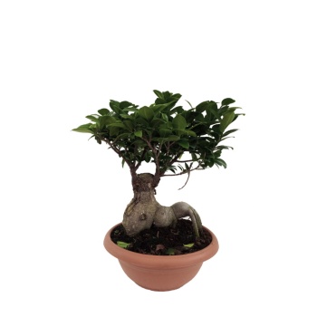 Ficus Bonsai -  29 Cm Saksıda