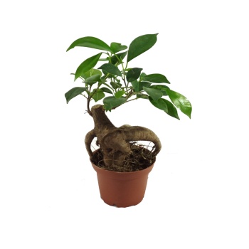 Ficus Bonsai Ağacı - 6 Cm Plastik Saksıda