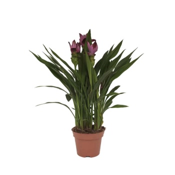 Curcuma Longa - Zerdaçal Bitkisi - 14 Cm Plastik Saksıda