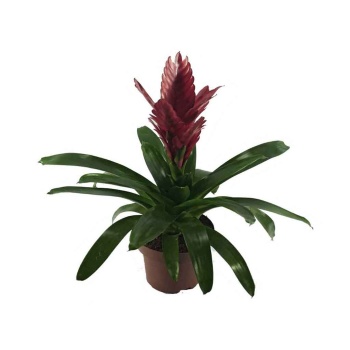 Viresia Kırmızı (12 Cm Saksıda)