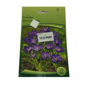 Crocus- Çiğdem Soğanı