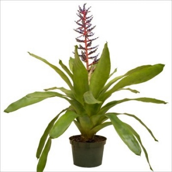 Aechmea Blue Rain (12 Cm Saksıda)