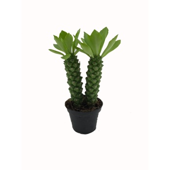 Monadenium Guentheri - 6 Cm Plastik Saksıda