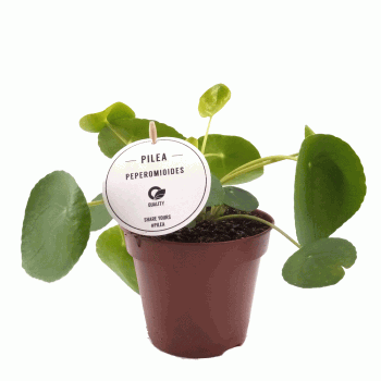 Pilea - Para Bitkisi - 11 Cm Plastik Saksıda
