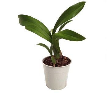 Oncidium Orkide Fidesi (12 Cm Saksıda)