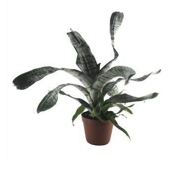 Çiçeksiz Aechmea (14 Cm Saksıda)