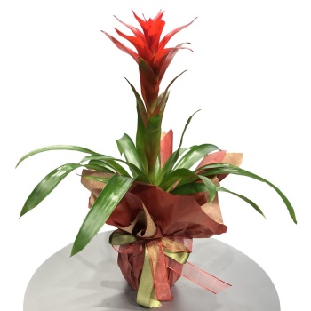 Guzmania Dekoratif Çiçek