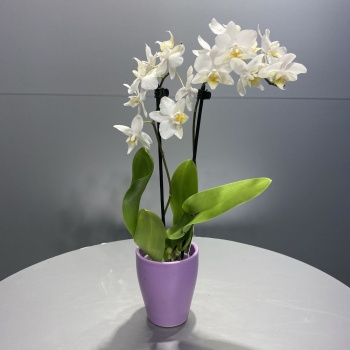 Seramik Saksıda Mini Beyaz Orkide