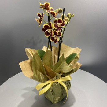 Çift Dal Sarı Bordo Orkide 9 luk Saksıda (Canlı Bitki)