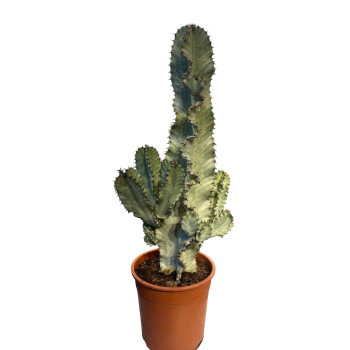 Euphorbia Ingens Variegata Marmorata Kaktüsü